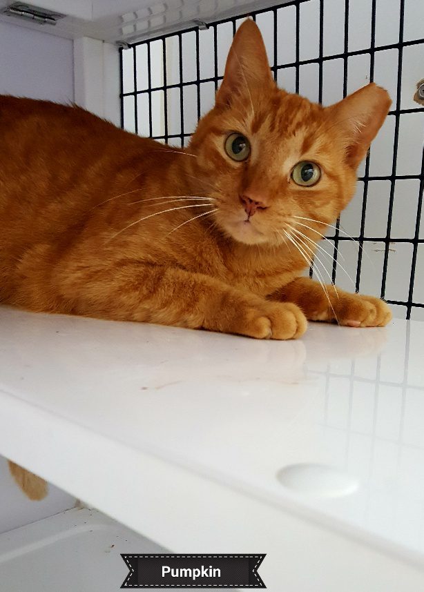 Pumpkin