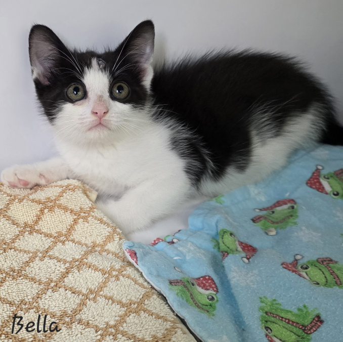 Bella