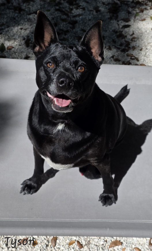Tyson 2