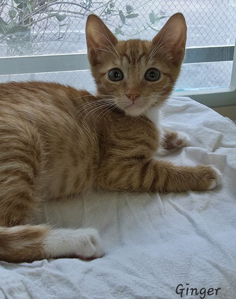 Ginger