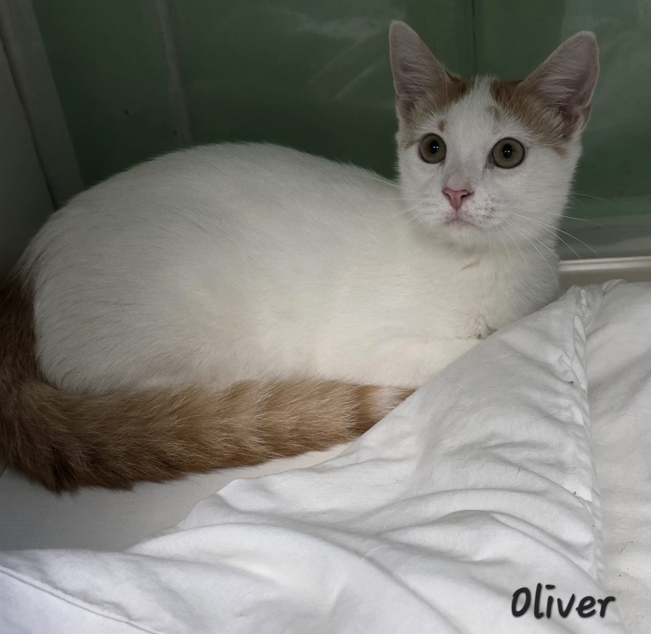 Oliver