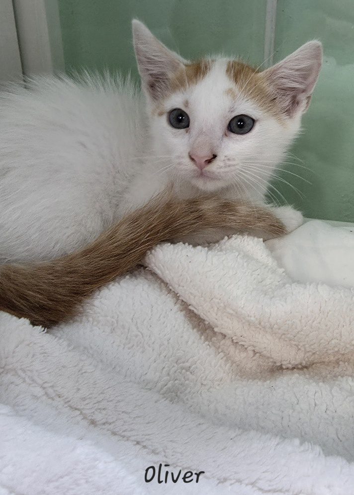 Oliver