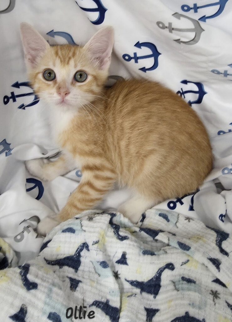 Ollie