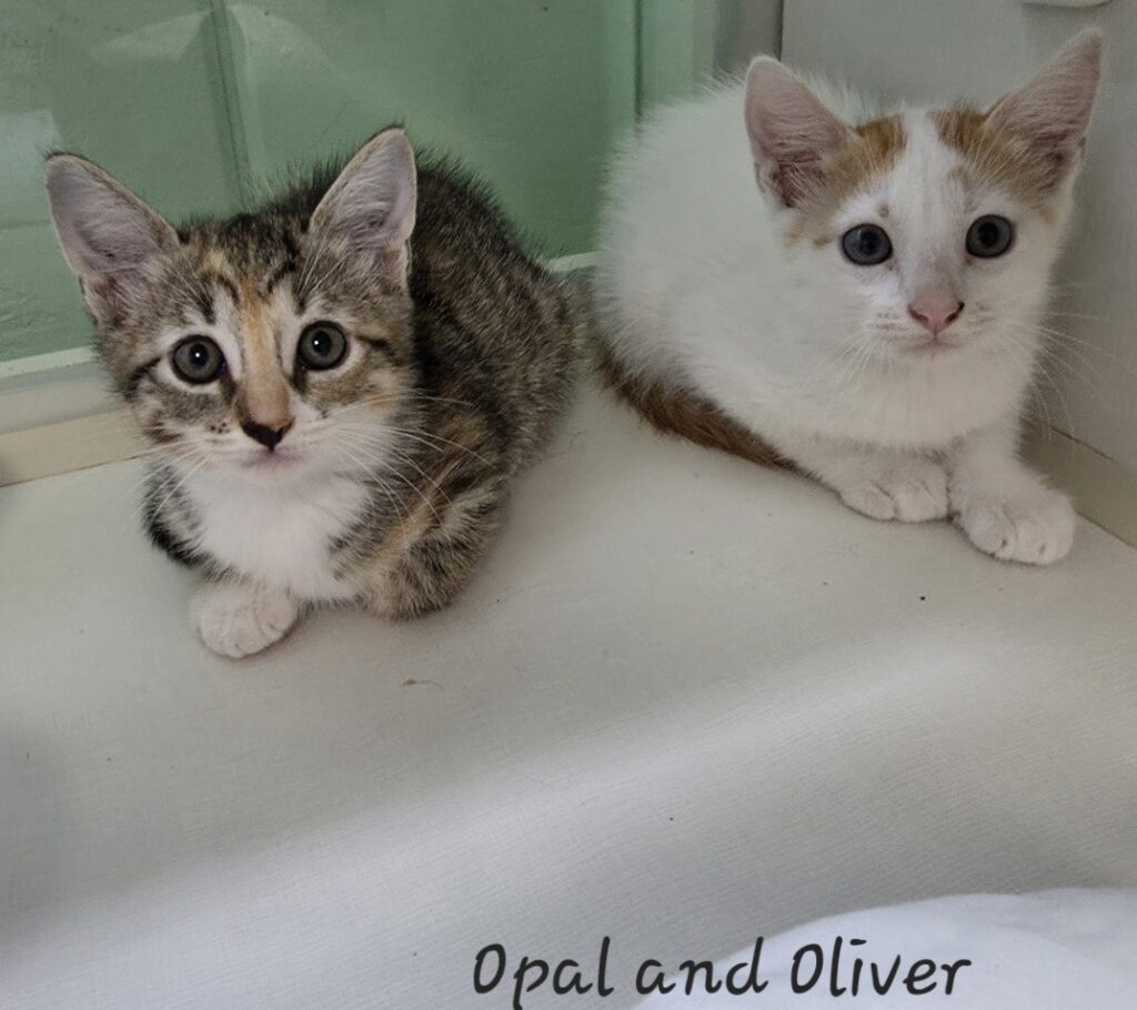 Opal and Oliver