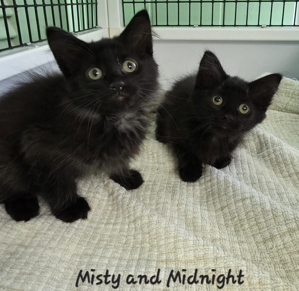 Midnight and Misty