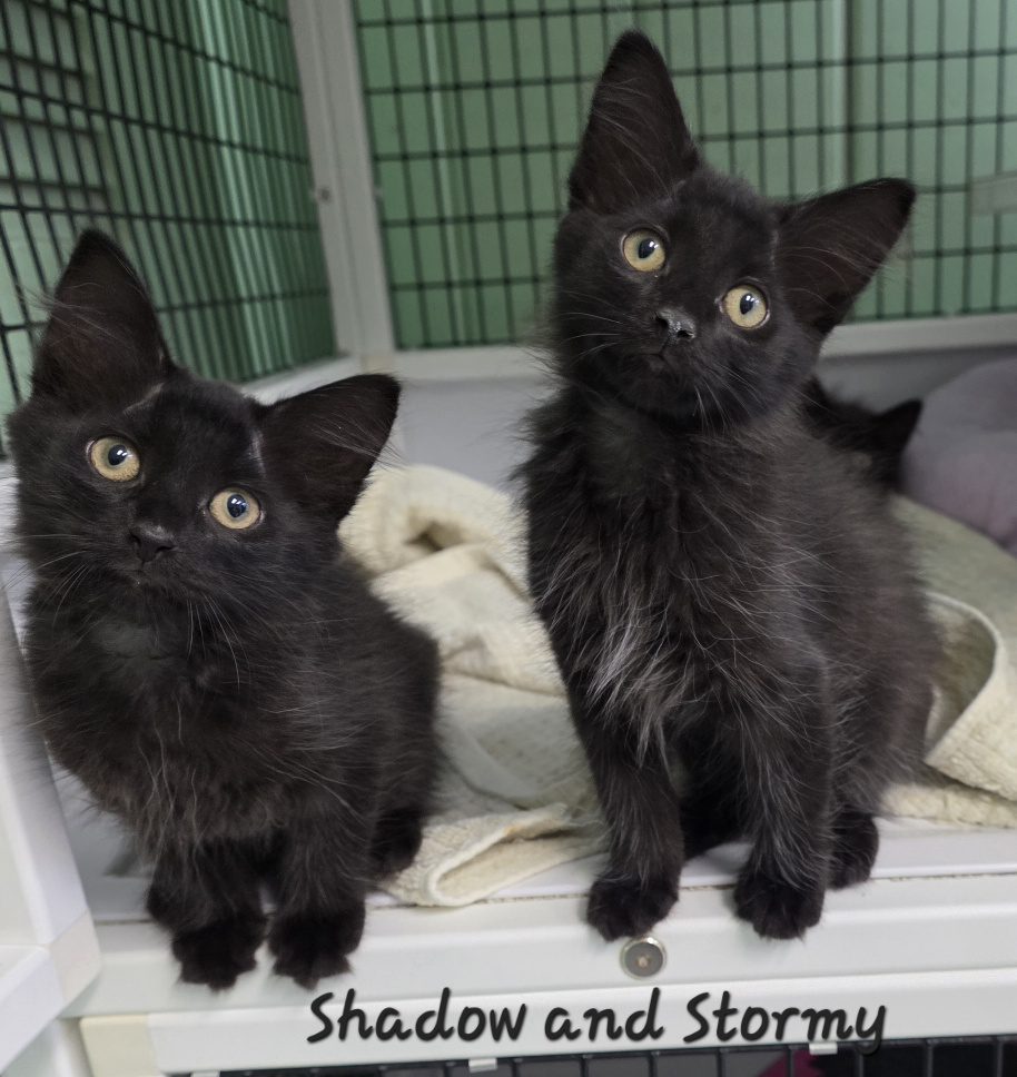 Shadow and Stormy