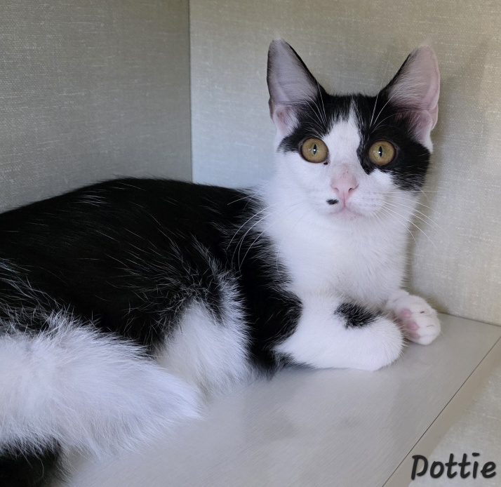 Dottie