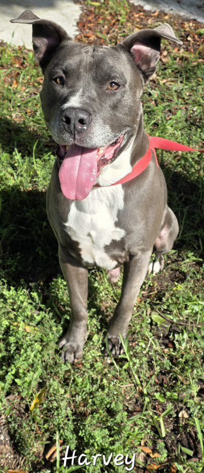 Harvey 2