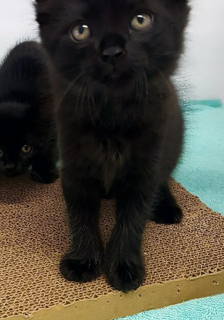Alfie