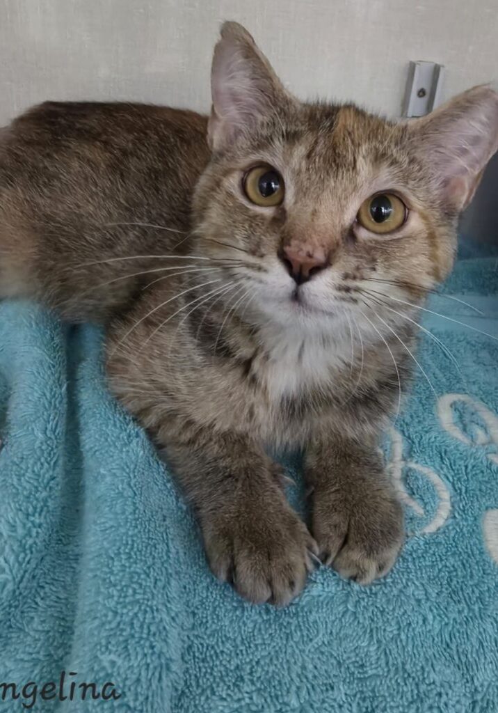 Angelina
