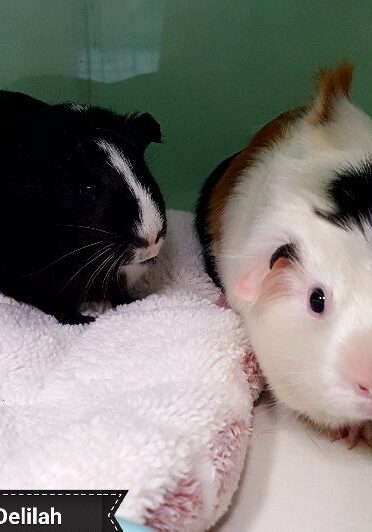 Aurora and Delilah