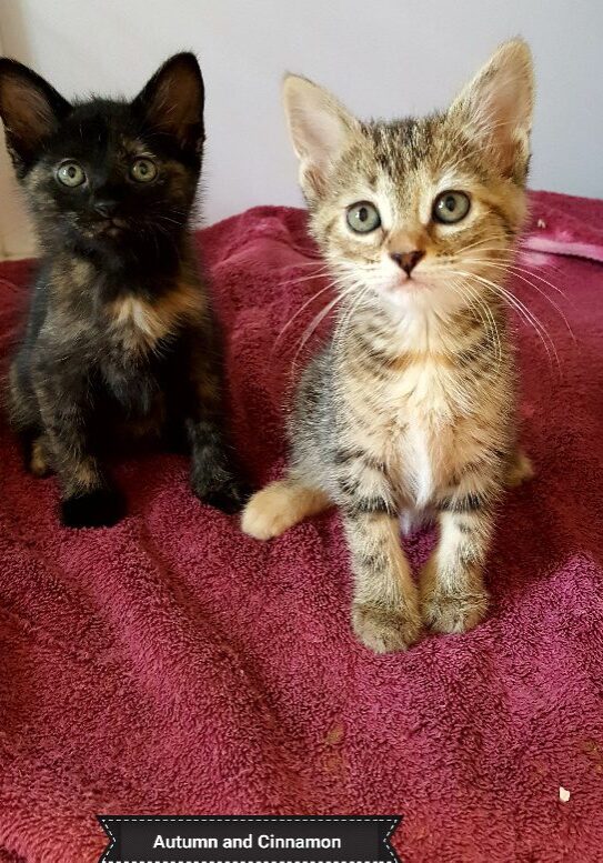 Autumn & Cinnamon