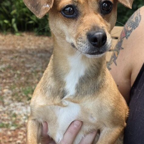 Bambi