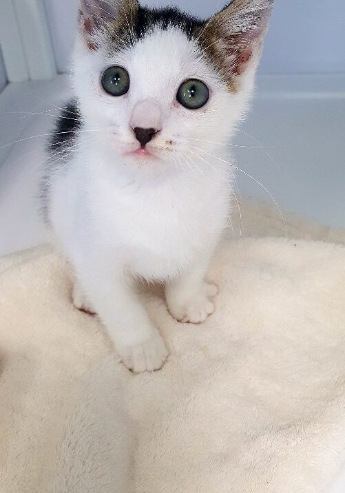 Chloe