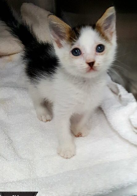 Chloe