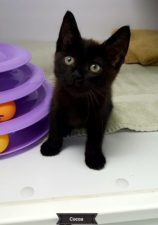 Cocoa
