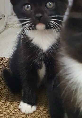 Felix