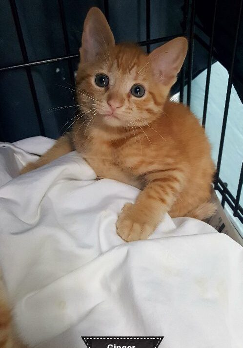 Ginger