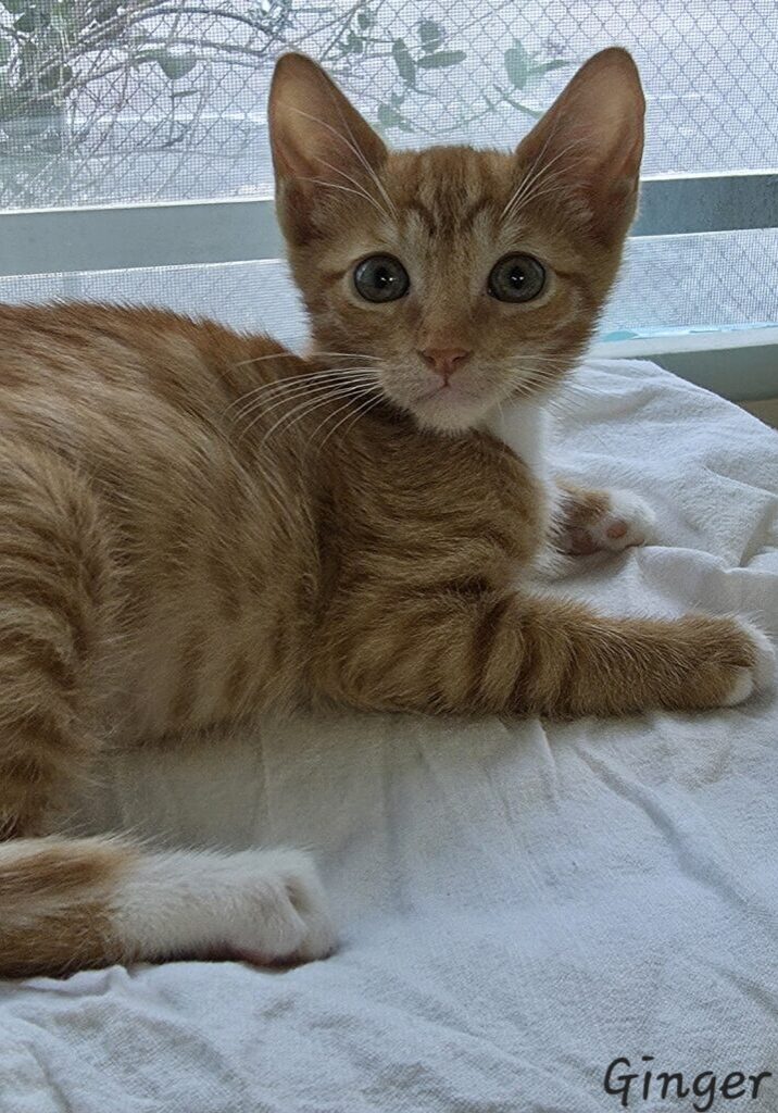 Ginger