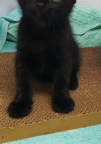 Jett