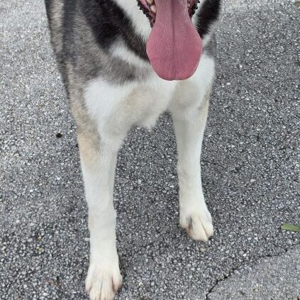 Max