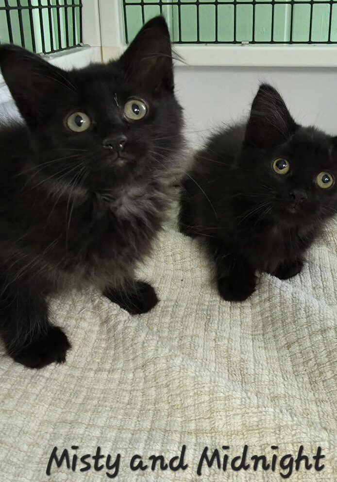 Midnight and Misty
