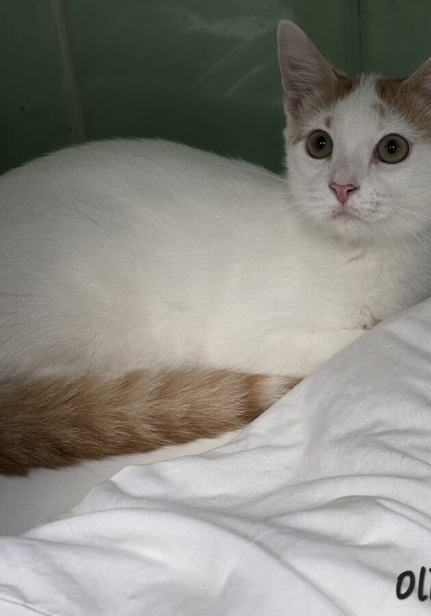 Oliver