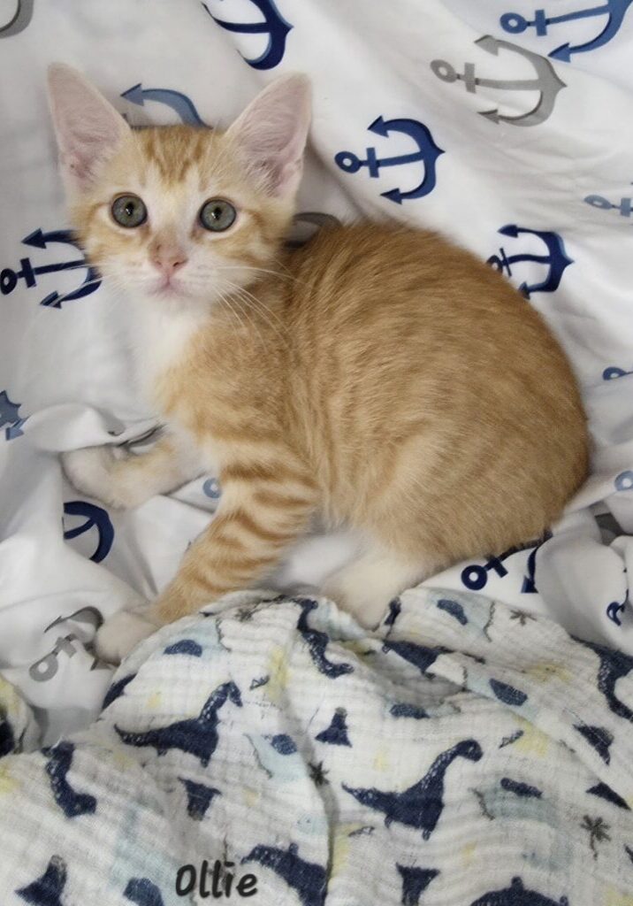Ollie
