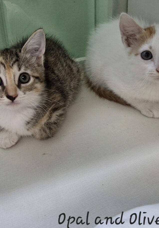Opal and Oliver