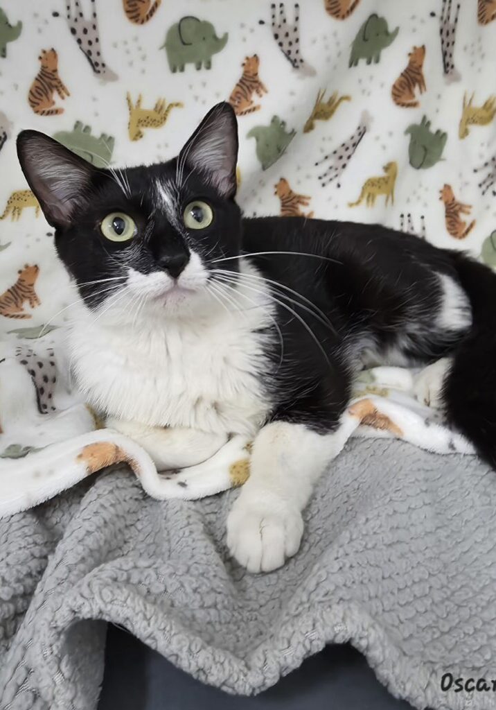 Oscar