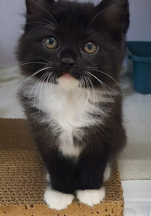 Oscar