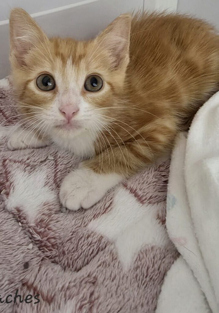 Peaches