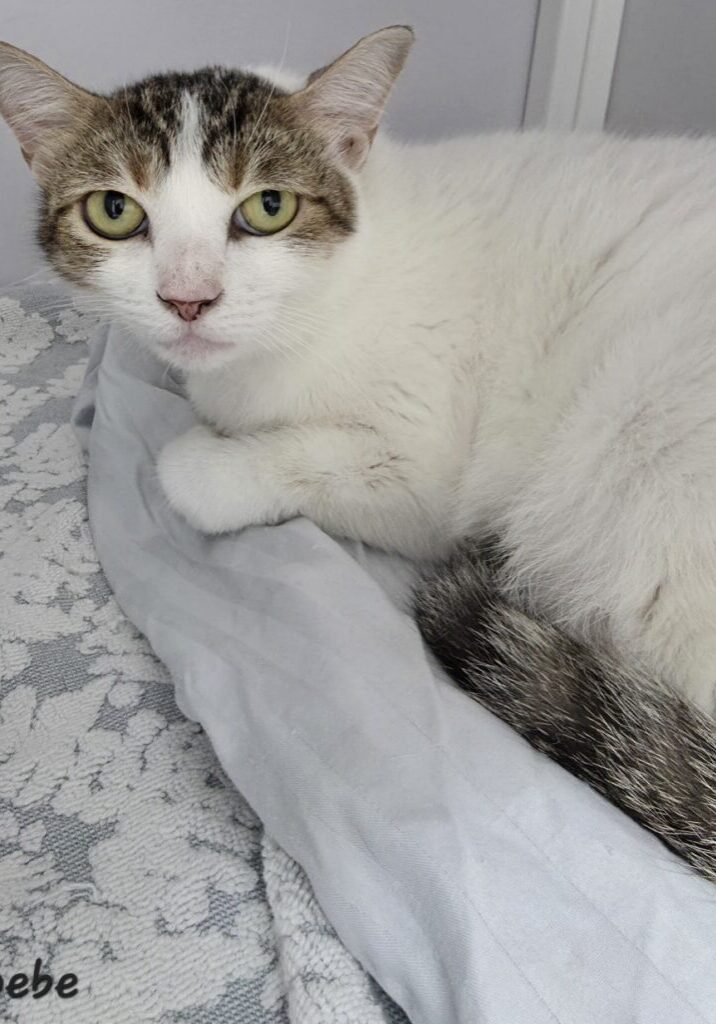 Phoebe 2