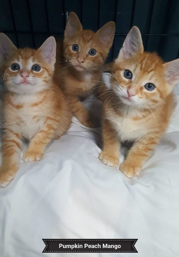Pumpkin Peaches Mango
