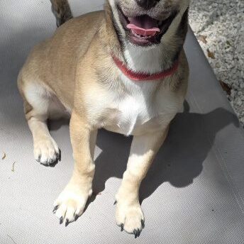 Roxie