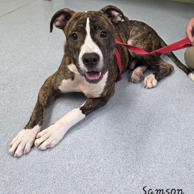 Samson 7