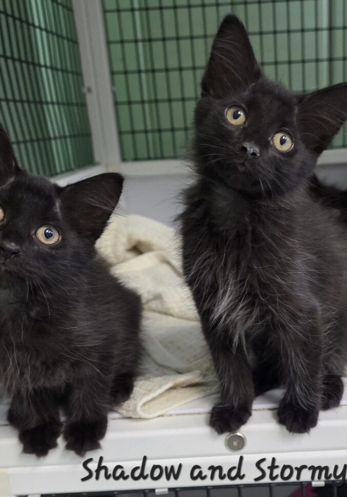 Shadow and Stormy