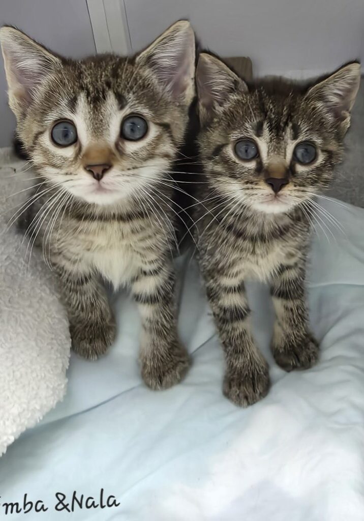 Simba & Nala