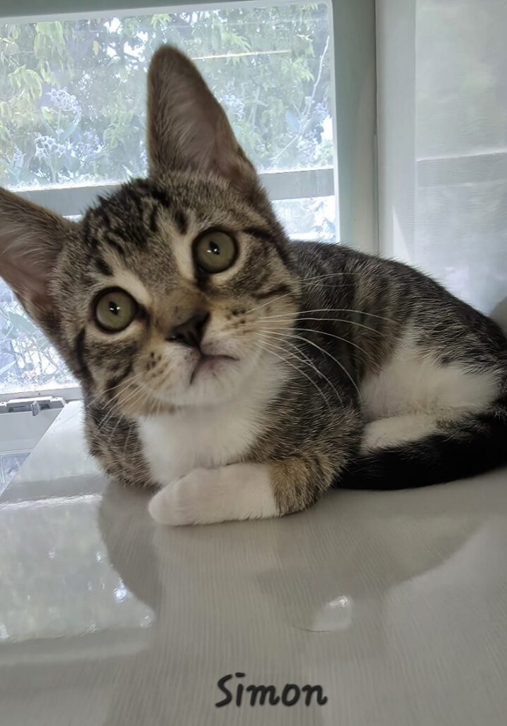 Simon
