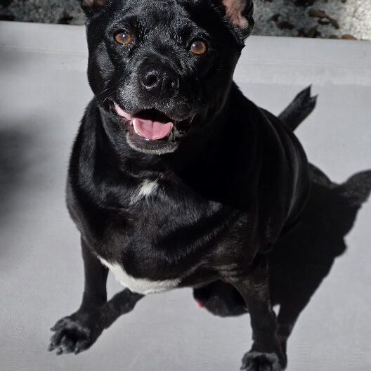 Tyson 2
